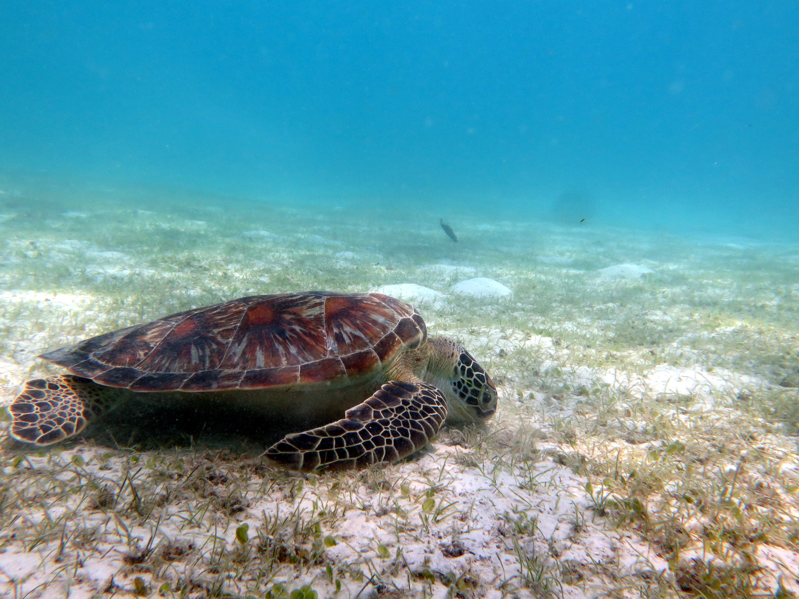 A Green Turtle feeds on seagrass